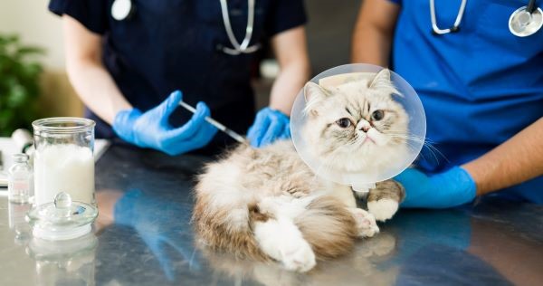 Veterinary & Agriculture